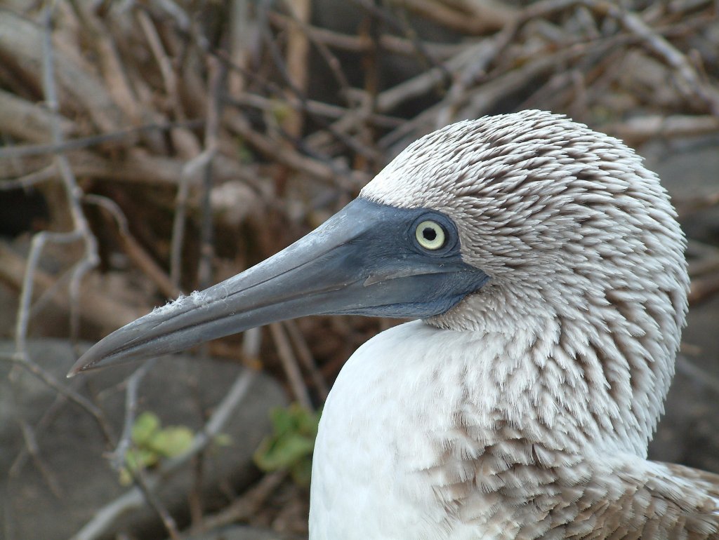 04-Blue-footed Booby.jpg - Blue-footed Booby